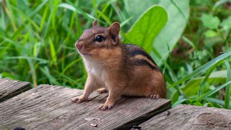 Have You Seen A Chipmunk Nc Biologists Want To Know