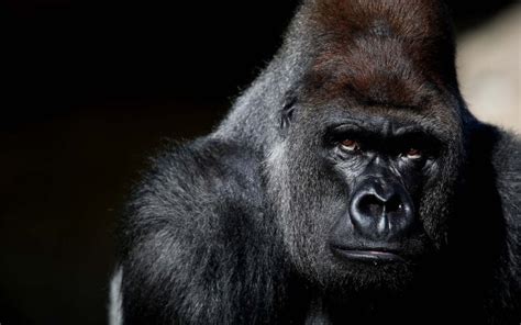 120 Gorilla Hd Wallpapers Background Images