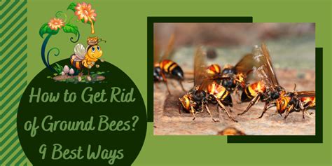 How To Get Rid Of Ground Bees 9 Best Ways