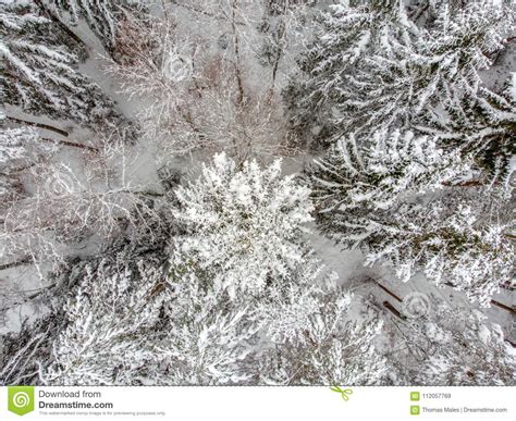 Evergreen Forest In Winter Stock Image Image Of Frost 112057769