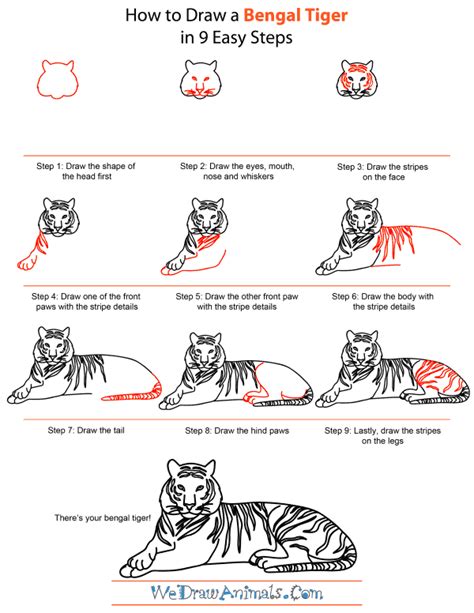 In this tutorial, we will draw panthera tigris. How to Draw a Bengal Tiger