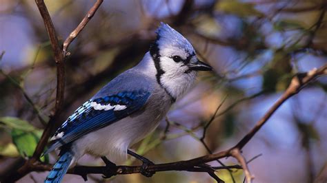 Blue Jay Wallpaper (59  pictures)