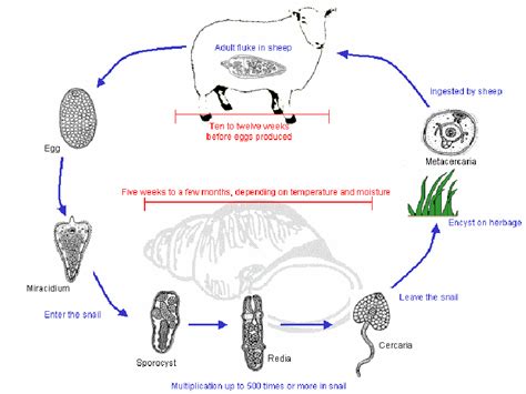 The life cycle of flukes is at first, liver flukes may cause no symptoms, or depending on the type and severity of the infection, they may cause fever, chills, abdominal pain, liver. 1. Life-cycle of the liver fluke, Fasciola hepatica ...