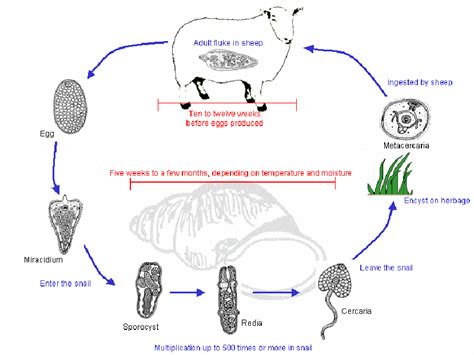 Fasciola hepatica (the common liver fluke or sheep liver fluke), which causes fascioliasis and typically infects sheep and cattle. 1. Life-cycle of the liver fluke, Fasciola hepatica ...