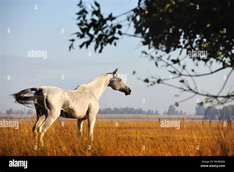 Light Grey Akhal Teke Stallion Stands In The Yellow Meadow In Autumn
