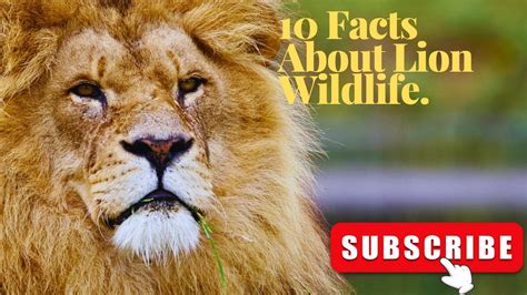 Interesting Facts About Lion 10 Facts About Lion Fun Facts About