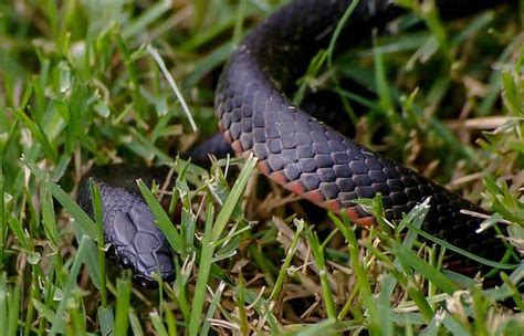 The Most Common Snake Types You Might Run Into Photos Facts