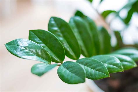 The Zanzibar Plant Is The Easiest Indoor Plant To Grow Better Homes