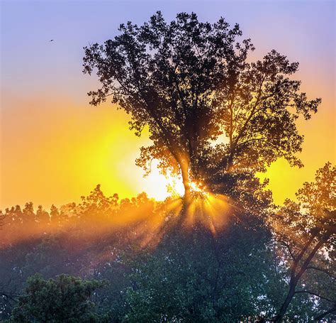 Sunrise Bursting Through Morning Fog Around The Tallest Tree