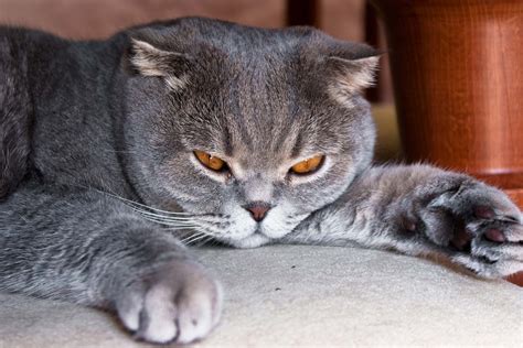 For some, these signs and symptoms may be the first you have many signs and symptoms of diabetic ketoacidosis — excessive thirst, frequent urination, nausea and vomiting, stomach pain, weakness. Leukemia in Cats - Symptoms, Causes, Diagnosis, Treatment ...