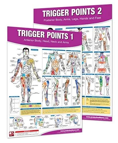 trigger point therapy chart poster set acupressure charts by becky swan new 74 75 picclick