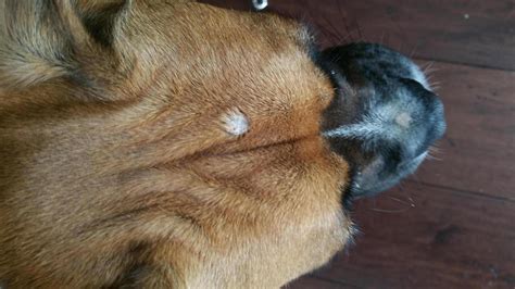 Bump On Head Boxer Forum Boxer Breed Dog Forums