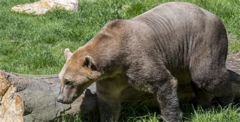 Vanderbilt Researcher Explains Pizzly Bear Hybrid Species Vanderbilt