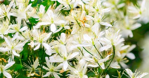 Is star jasmine toxic to dogs. Confederate Jasmine | ASPCA