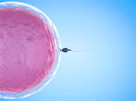 ¿cuáles Son Los Cinco Falsos Mitos Sobre Fertilidad Más Extendidos