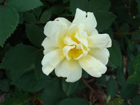 Wooden shoe like to hear another knock knock joke? Sunny Knock out rose | Growing flowers, Plants, Flowers