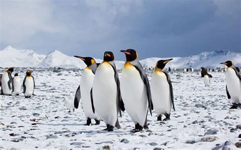 Gambar tiga ekor kelinci di keranjang. Gambar Hewan Pinguin Animasi