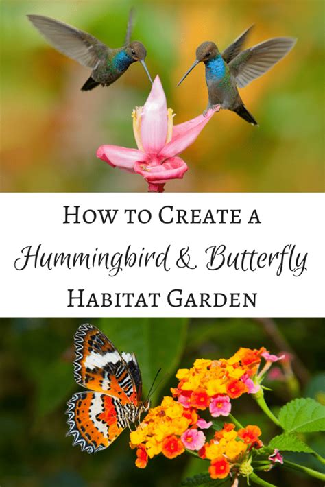 Experts said hummingbirds tend to be drawn to red flowers, but one of their favorite plants is the blue. How to Attract Hummingbirds and Butterflies to Your Garden ...