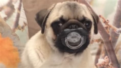 Top 30 Funniest And Cutest Pug Dog Videos Compilation Pet News Live