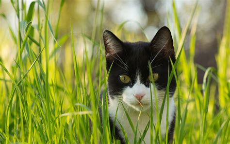 Cat In The Grass Black And White Wallpaper Animals
