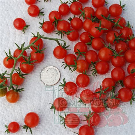 Sweet Pea Currant Tomato Cherrygrape Tomato Seeds Totally Tomatoes