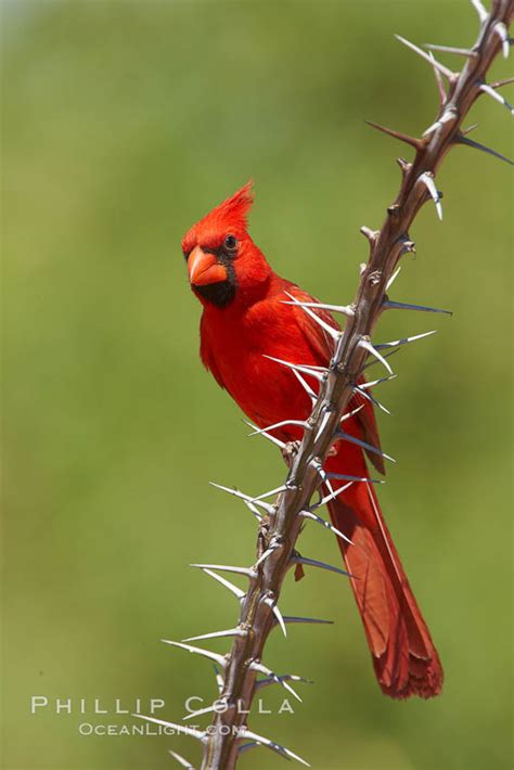 Northern Cardinal Male Cardinalis Cardinalis Photo Amado Arizona