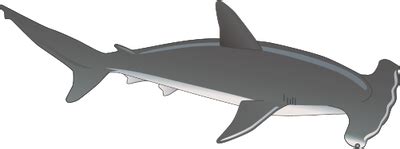 Free Free 209 Hammer Head Shark Svg SVG PNG EPS DXF File