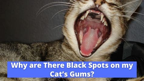 What Causes Black Spots On Cats Lips