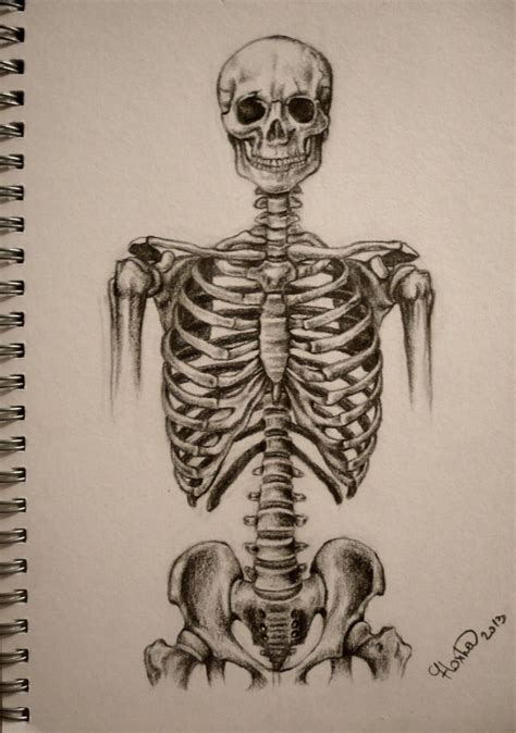 Upon completion, you'll have an understanding of how to draw the forms to invent your own characters or improve your life drawings. Skeleton torso by StupidestUsernameEve on deviantART ...
