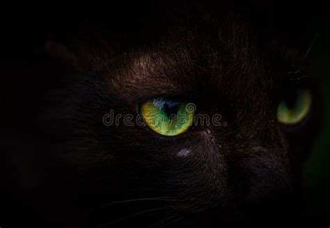 Scary Black Cats Eyes Starring Macro Close Up Stock Photo Image Of