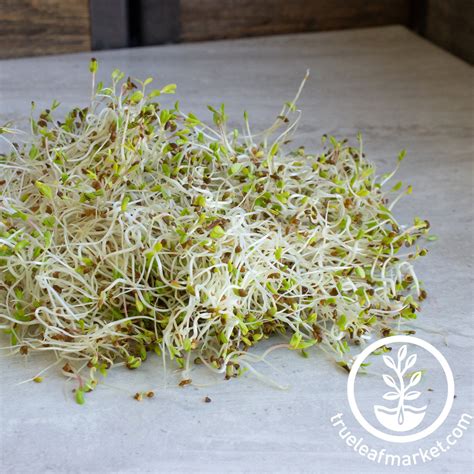 Organic Alfalfa Sprouts Seeds Alfalfa Sprouting Seed By Handy Pantry