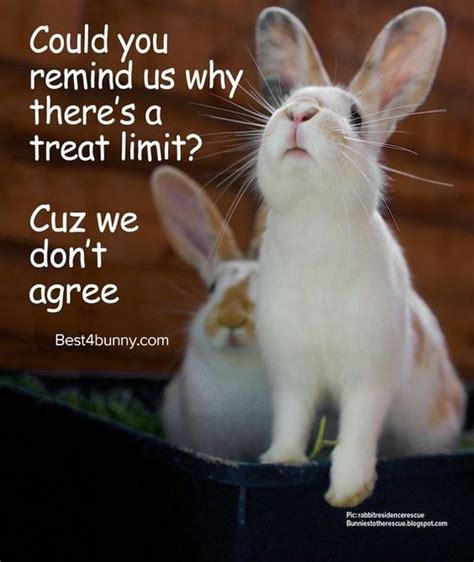 20 Funny Rabbit Memes Funnyfoto Page 10