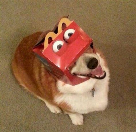 Cursed Images 2 Funny Dog Pictures Funny Animal Pictures Cute