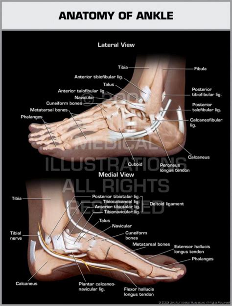 Ankle Anatomy Hd Wallpapers Plus