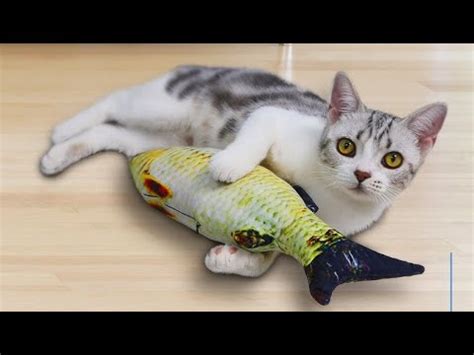 4 jackson galaxy refillable twisted kicker with catnip. Cat Kicker Fish Toy 2019 - Funny and Cute - YouTube