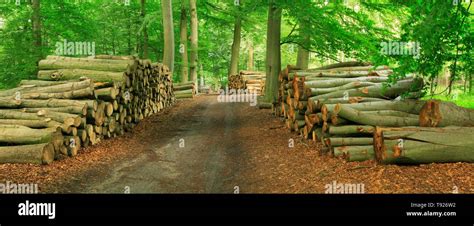 Beech Forest With Stacked Tree Trunks On A Forest Path Hi Res Stock