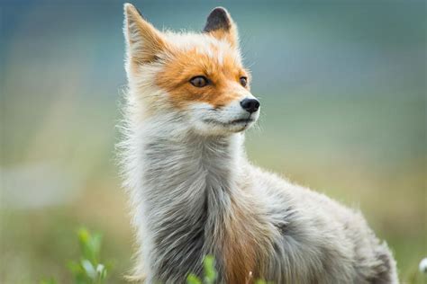 Russian Mining Engineer Photographs Arctic Foxes During His Work Breaks