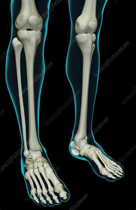 The Bones Of The Leg Stock Image F0019088 Science Photo Library