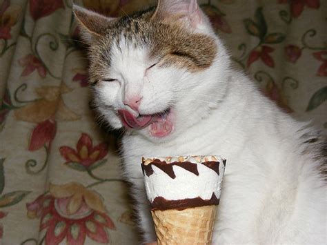 39 Cats Eating Ice Cream Eating Ice Cream Cats Crazy Cats