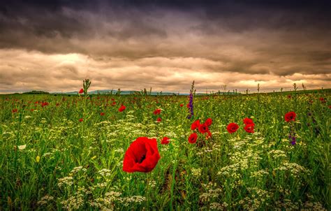 Wallpaper The Sky Grass Clouds Flowers Nature Maki Field Meadow For Mobile And Desktop