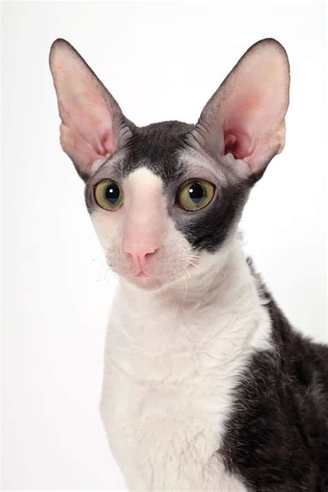 Whos That Cat 14 Reasons To Celebrate The Cornish Rex Catster