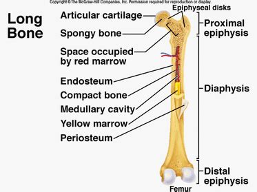 Trabecular bone (also called cancellous or spongy bone) consists of delicate bars and sheets of bone, trabeculae, which branch and intersect to form a sponge like network. Skeletal System - Human Anatomy