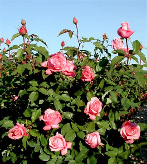 A fragrant beauty with terrific blackspot resistance. PLANTanswers: Plant Answers > 'BELINDA'S DREAM' ROSE