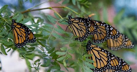 Monarch Butterflies Take Their Miraculous Journey To Mexico For Winter