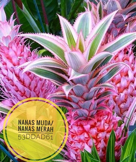 Check spelling or type a new query. Minum Jamu Nanas Merah Saat Hamil - Seputar Minuman