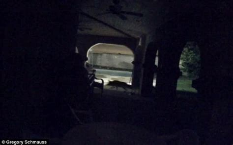 May 18, 2021 · missing chickens. California coyote scaled family's back fence and killed ...