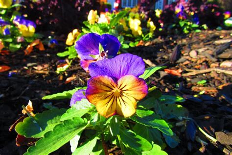 Yellowish Pansies With Purple Petals With Dew Drops In Morning Sunlight