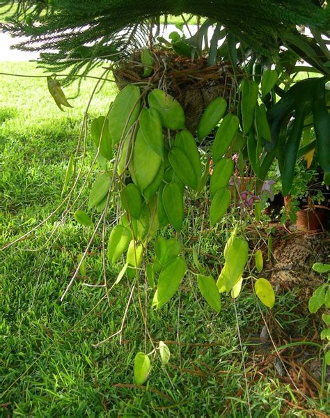 Normal hoya care is required. Photo of the entire plant of Hoya (Hoya macgillivrayi ...