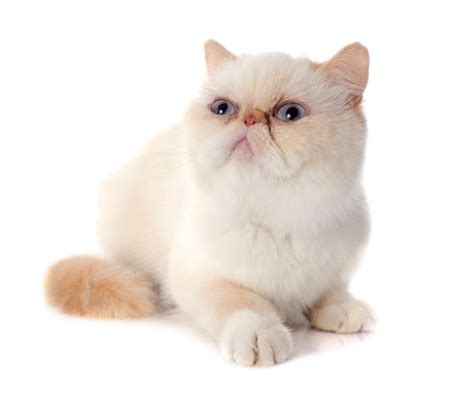 Exotic Shorthair Cat Breed Information Everything You Want To Know
