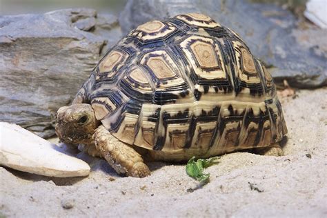 Comment s'occuper d'une tortue de terre ? Nourriture, terrarium